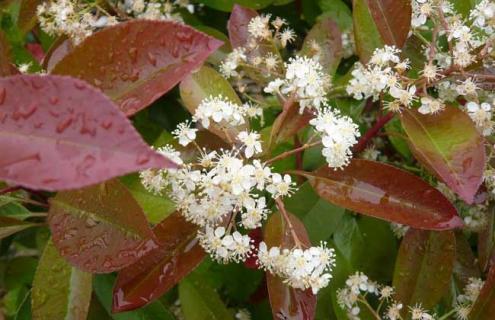红叶石楠品种图片大全（红叶石楠品种都有哪些品种图片）