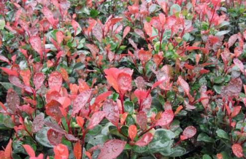 小叶石楠图片（小叶石楠树图）