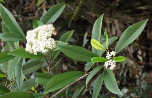 石楠图片 球花石楠图片