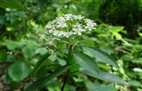 椤木石楠图片（椤木石楠现在的价值怎么样）