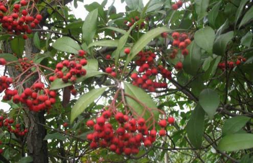 光叶石楠图片（光叶石楠图片大全）