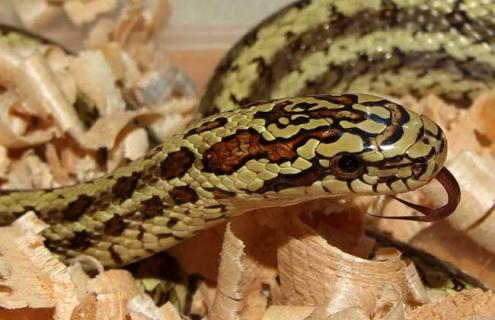 白条锦蛇有毒吗(白条锦蛇是家蛇吗)