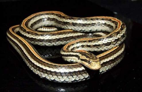 红点锦蛇有毒吗(红锦蛇图片大全)