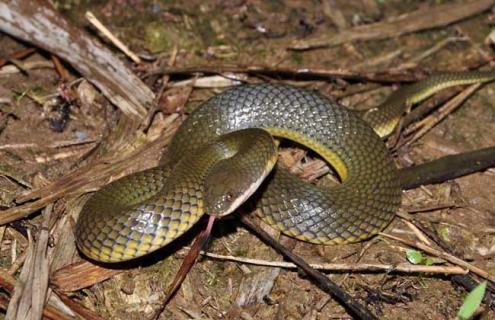 水蛇有毒吗 水蛇图片