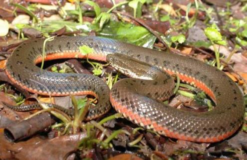 中国水蛇养殖技术 水蛇养殖技术视频