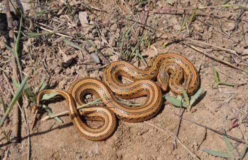 红点锦蛇图片（红点锦蛇图片高清）