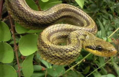 双斑锦蛇有毒吗（双斑锦蛇有毒吗图片）