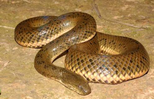 中国水蛇图片 中国水蛇图片高清