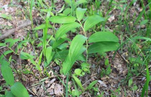 玉竹种类图片大全（玉竹种类图片大全大图）