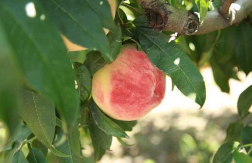 桃的种类图片大全（桃的种类图片大全及名称）