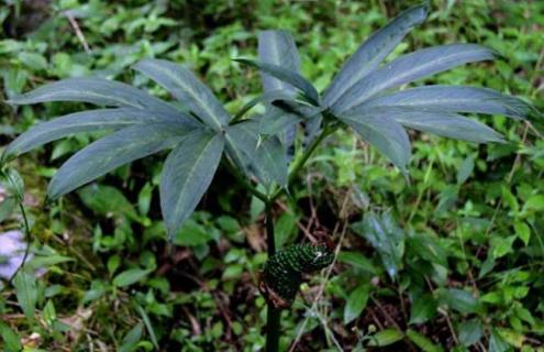 东北天南星图片 东北的天南星