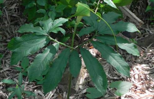 天南星图片（天南星图片中药）