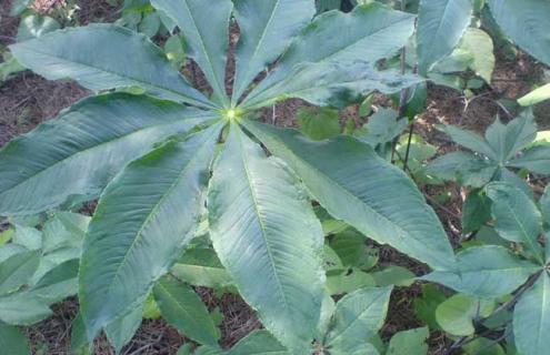 天南星种类图片大全 天南星的特征