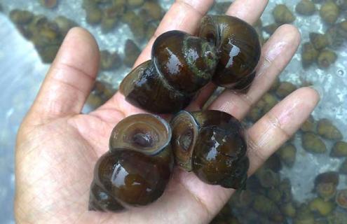 田螺吃什么食物 田螺吃什么食物长得快