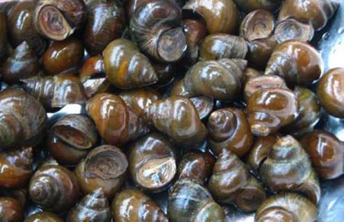 螺蛳的寄生虫有哪些 螺蛳的寄生虫有哪些图片
