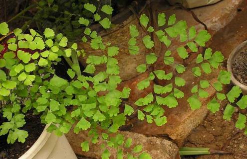 铁线蕨种类图片大全 铁线蕨种类图片大全大图