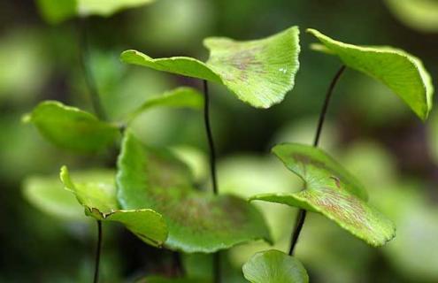 荷叶铁线蕨图片（荷叶铁线蕨的生活环境）