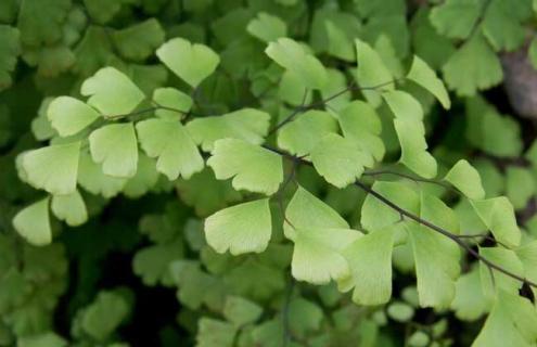 铁线蕨图片 铁线蕨图片有几种