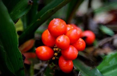 万年青图片 花叶万年青图片