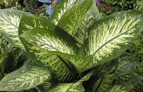 花叶万年青图片（花叶万年青图片及名称）