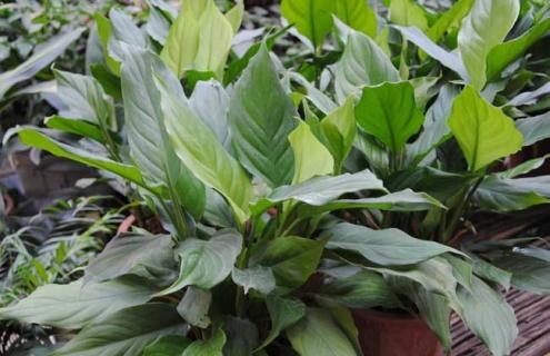 广东万年青图片 广东万年青图片功效