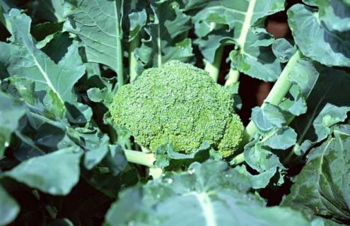 西兰花图片（西兰花图片真实）