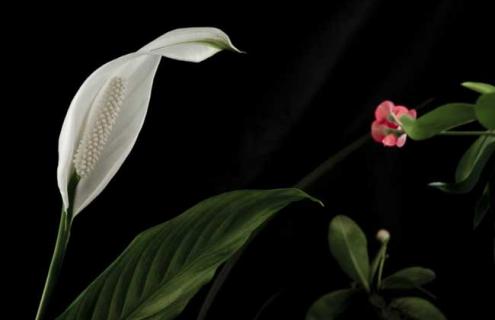 一帆风顺图片（一帆风顺图片壁纸）