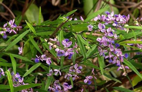 远志图片（药材远志图片）