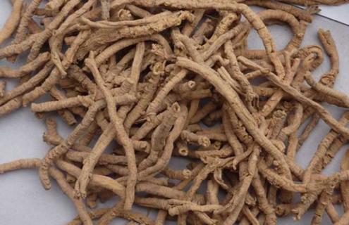 远志种类图片大全 远志的图样?