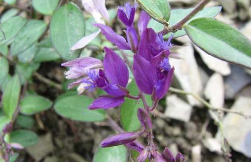 瓜子金图片（瓜子金图片功效作用）