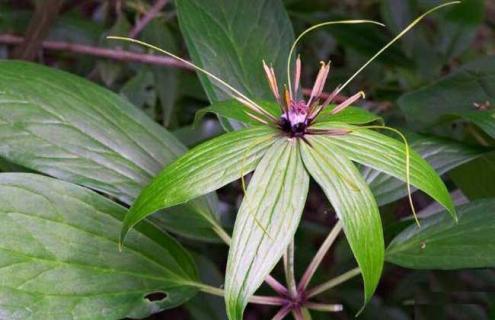七叶一枝花图片 七叶一枝花图片 功效 药用价值