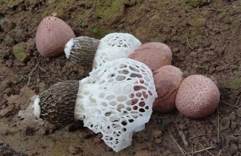 竹荪品种图片大全（竹荪品种图片大全集）