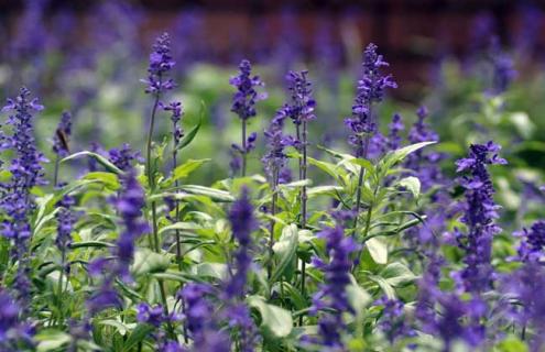 薰衣草图片 薰衣草图片真实照片