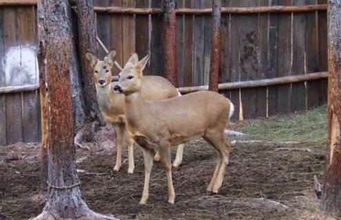 狍子的养殖前景（狍子养殖需要什么条件）