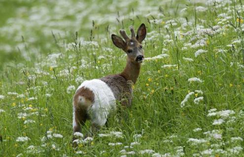 狍子的天敌有哪些 狍子的天敌有哪些呢