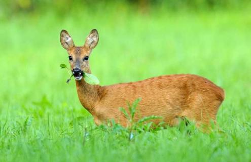 狍子真的很傻吗（狍子到底有多傻）