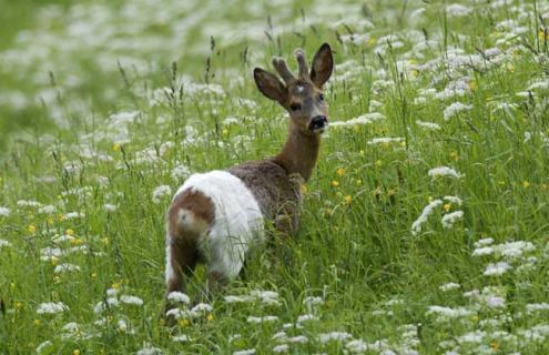 狍子吃什么食物（狍子吃什么食物会长的快）