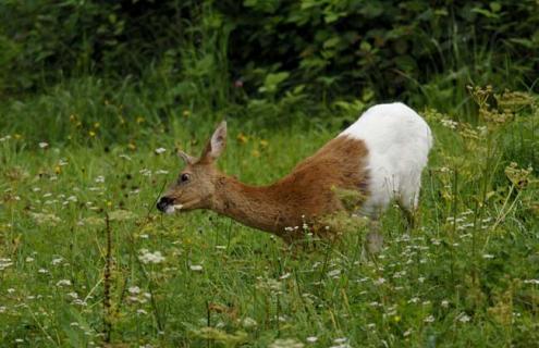 狍子图片（狍子图片大全大图）