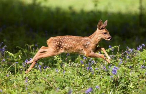 狍子的生活习性 狍子的生活环境