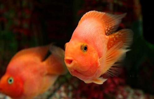 红鹦鹉鱼图片 红鹦鹉鱼图片大全高清大图