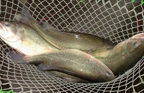 加州鲈鱼图片 淡水鲈鱼好养吗