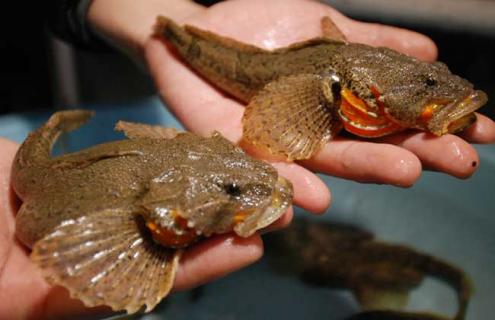 松江鲈鱼图片（松江鲈鱼图片真实高清）