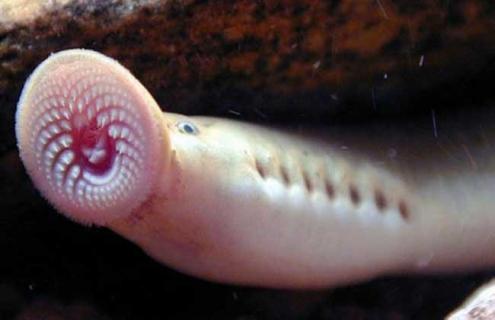 八目鳗鱼图片（八目鳗鱼图片高清）