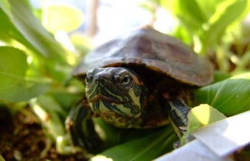 巴西龟能长多大 巴西龟能活多少年