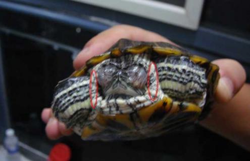 巴西龟白眼病怎么治 巴西龟白眼病怎么治疗?正确用药