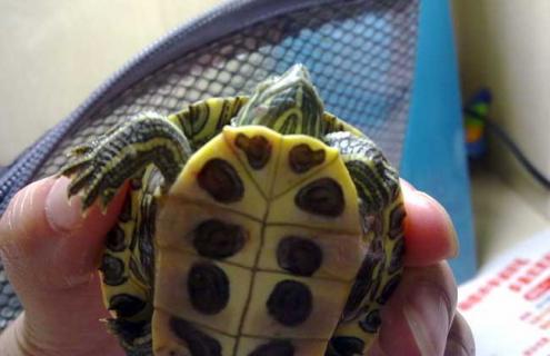 巴西龟不吃东西怎么办（巴西龟不吃东西能活多久）