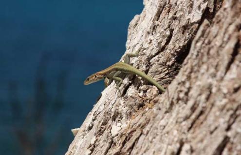 壁虎吃什么食物 壁虎吃什么食物可以养活