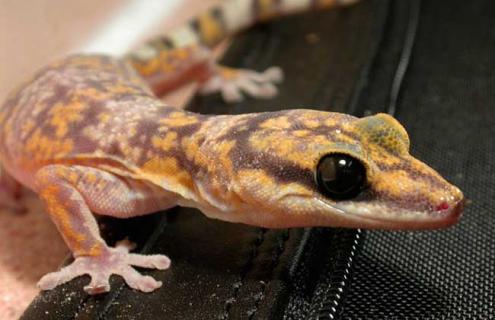 壁虎的寿命多长（家里壁虎有必要驱赶吗）