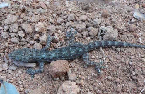 壁虎吃蟑螂吗（壁虎吃蟑螂吗会死吗）