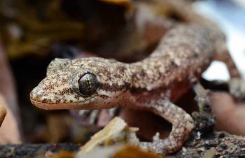 壁虎的尾巴为什么能再生 壁虎的尾巴为什么能再生?